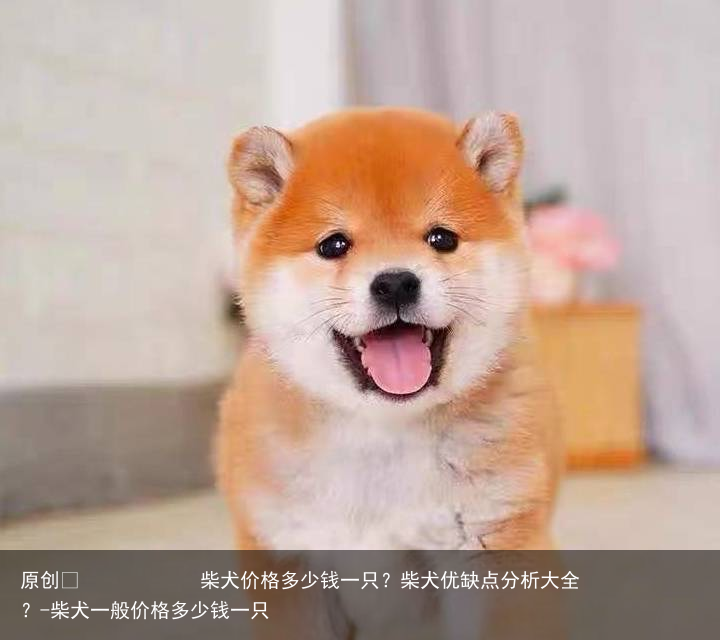 柴犬价格多少钱一只？柴犬优缺点分析大全？-柴犬一般价格多少钱一只