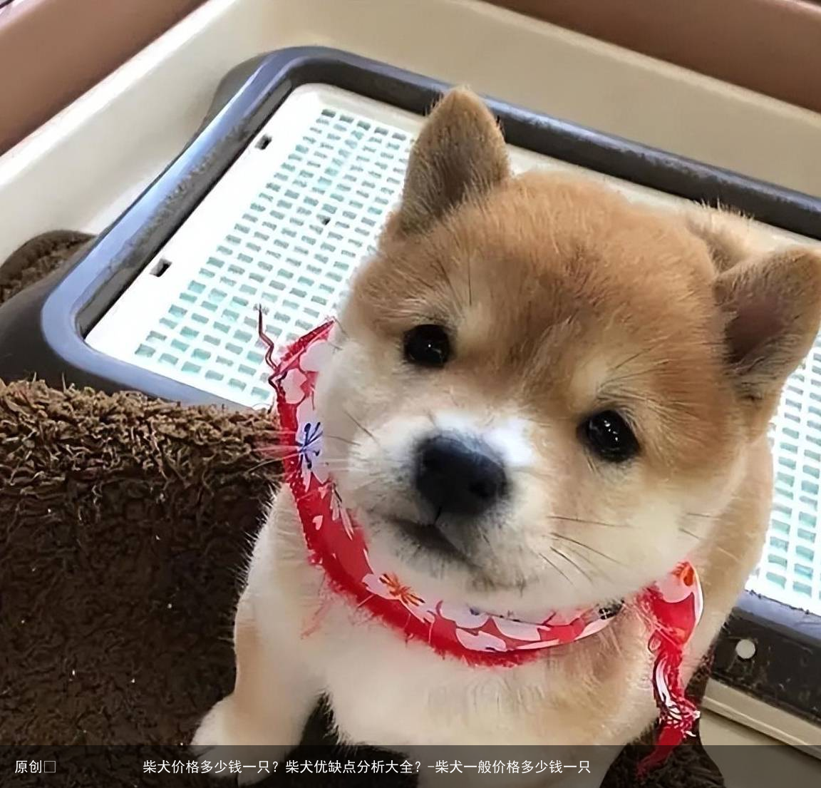 柴犬价格多少钱一只？柴犬优缺点分析大全？-柴犬一般价格多少钱一只