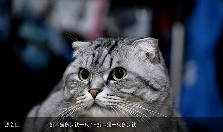 折耳猫多少钱一只？-折耳猫一只多少钱