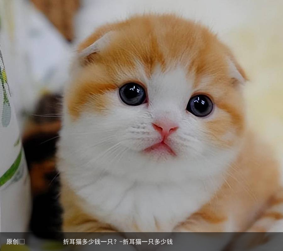 折耳猫多少钱一只？-折耳猫一只多少钱