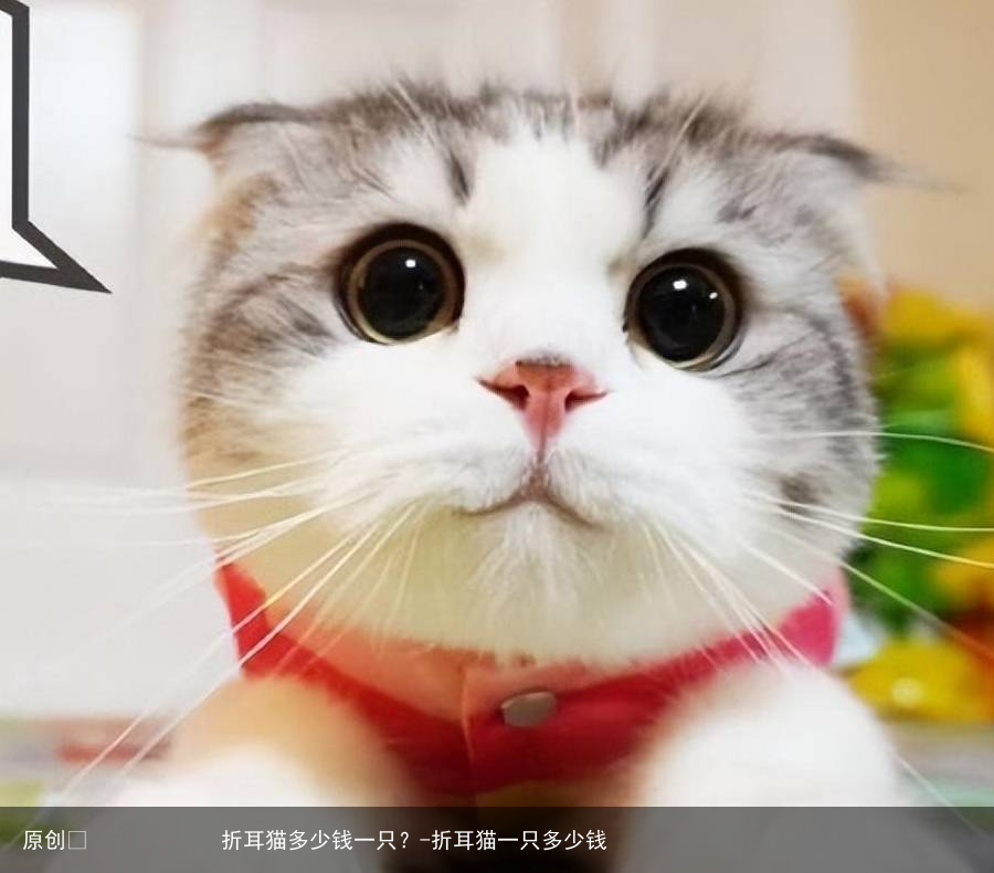 折耳猫多少钱一只？-折耳猫一只多少钱