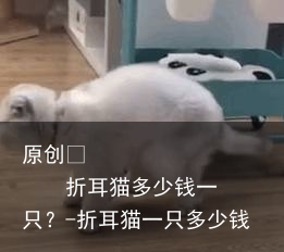 折耳猫多少钱一只？-折耳猫一只多少钱