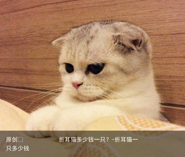 折耳猫多少钱一只？-折耳猫一只多少钱