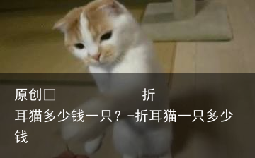折耳猫多少钱一只？-折耳猫一只多少钱