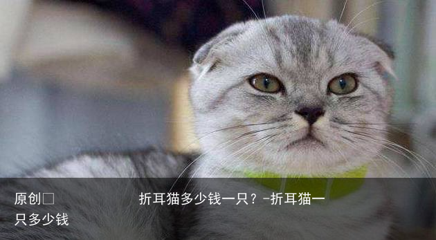 折耳猫多少钱一只？-折耳猫一只多少钱