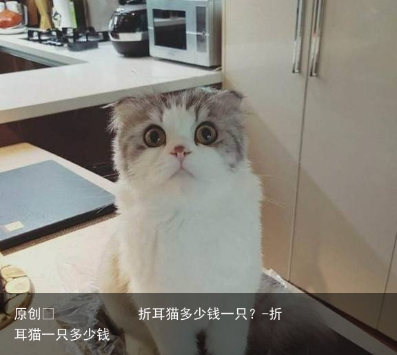折耳猫多少钱一只？-折耳猫一只多少钱