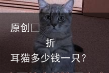 折耳猫多少钱一只？-折耳猫一只多少钱