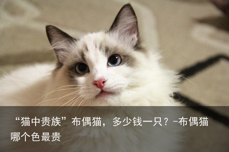 “猫中贵族”布偶猫，多少钱一只？-布偶猫哪个色最贵