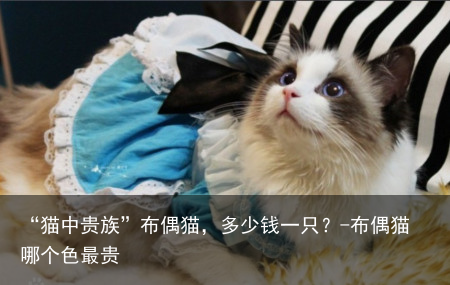 “猫中贵族”布偶猫，多少钱一只？-布偶猫哪个色最贵