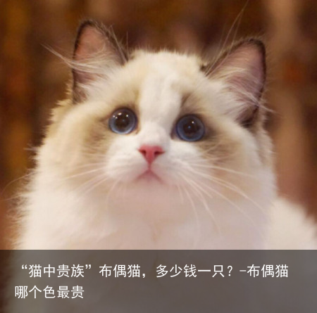 “猫中贵族”布偶猫，多少钱一只？-布偶猫哪个色最贵