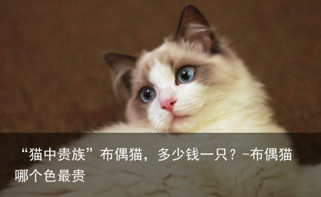 “猫中贵族”布偶猫，多少钱一只？-布偶猫哪个色最贵