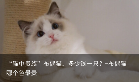 “猫中贵族”布偶猫，多少钱一只？-布偶猫哪个色最贵