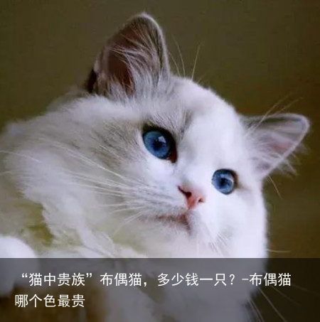“猫中贵族”布偶猫，多少钱一只？-布偶猫哪个色最贵