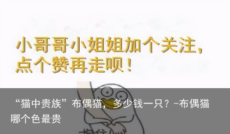 “猫中贵族”布偶猫，多少钱一只？-布偶猫哪个色最贵