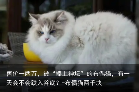 售价一两万，被“捧上神坛”的布偶猫，有一天会不会跌入谷底？-布偶猫两千块