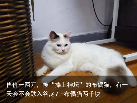 售价一两万，被“捧上神坛”的布偶猫，有一天会不会跌入谷底？-布偶猫两千块