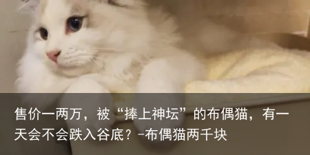 售价一两万，被“捧上神坛”的布偶猫，有一天会不会跌入谷底？-布偶猫两千块