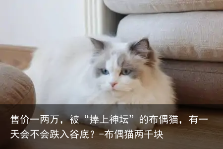 售价一两万，被“捧上神坛”的布偶猫，有一天会不会跌入谷底？-布偶猫两千块