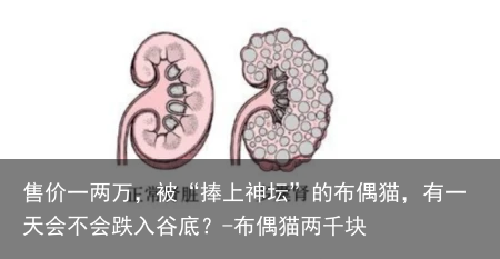 售价一两万，被“捧上神坛”的布偶猫，有一天会不会跌入谷底？-布偶猫两千块