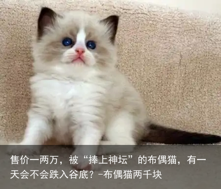 售价一两万，被“捧上神坛”的布偶猫，有一天会不会跌入谷底？-布偶猫两千块