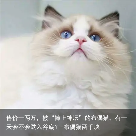 售价一两万，被“捧上神坛”的布偶猫，有一天会不会跌入谷底？-布偶猫两千块