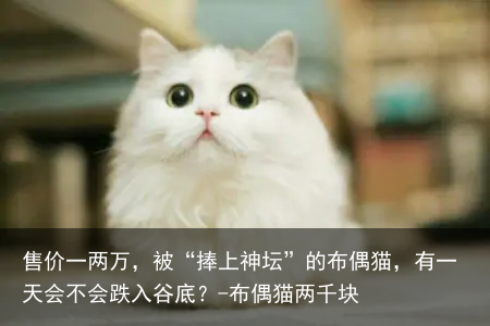 售价一两万，被“捧上神坛”的布偶猫，有一天会不会跌入谷底？-布偶猫两千块