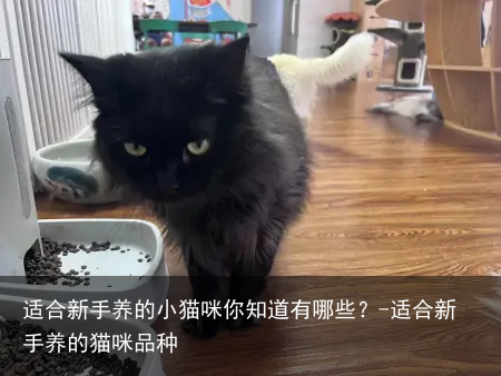 适合新手养的小猫咪你知道有哪些？-适合新手养的猫咪品种