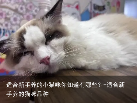 适合新手养的小猫咪你知道有哪些？-适合新手养的猫咪品种