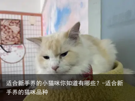 适合新手养的小猫咪你知道有哪些？-适合新手养的猫咪品种