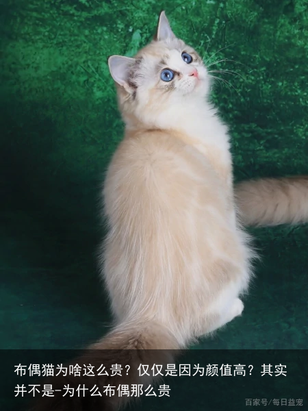 布偶猫为啥这么贵？仅仅是因为颜值高？其实并不是-为什么布偶那么贵