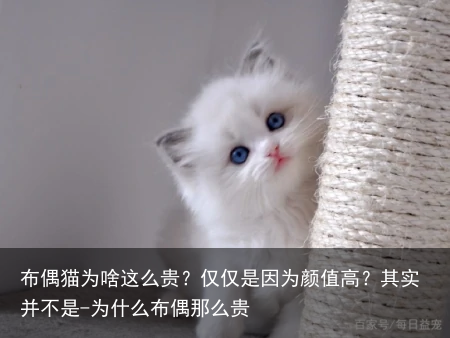 布偶猫为啥这么贵？仅仅是因为颜值高？其实并不是-为什么布偶那么贵