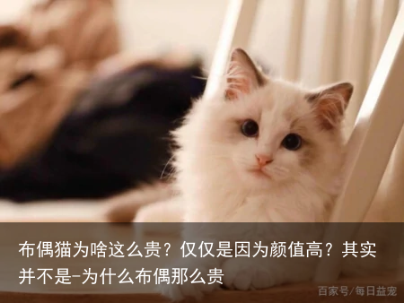 布偶猫为啥这么贵？仅仅是因为颜值高？其实并不是-为什么布偶那么贵