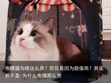 布偶猫为啥这么贵？仅仅是因为颜值高？其实并不是-为什么布偶那么贵