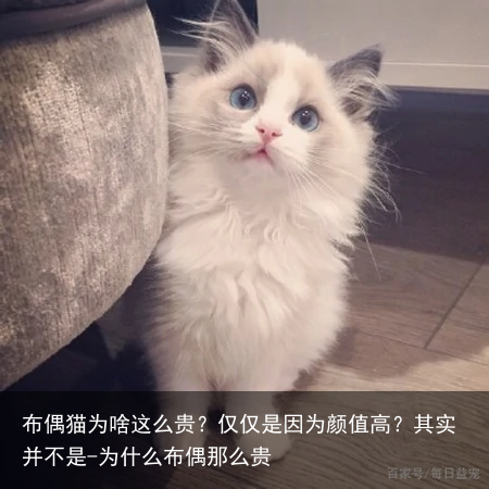 布偶猫为啥这么贵？仅仅是因为颜值高？其实并不是-为什么布偶那么贵