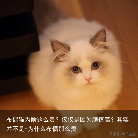 布偶猫为啥这么贵？仅仅是因为颜值高？其实并不是-为什么布偶那么贵