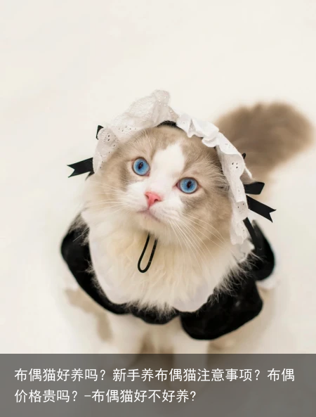 布偶猫好养吗？新手养布偶猫注意事项？布偶价格贵吗？-布偶猫好不好养?