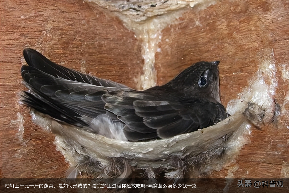 动辄上千元一斤的燕窝，是如何形成的？看完加工过程你还敢吃吗-燕窝怎么卖多少钱一克