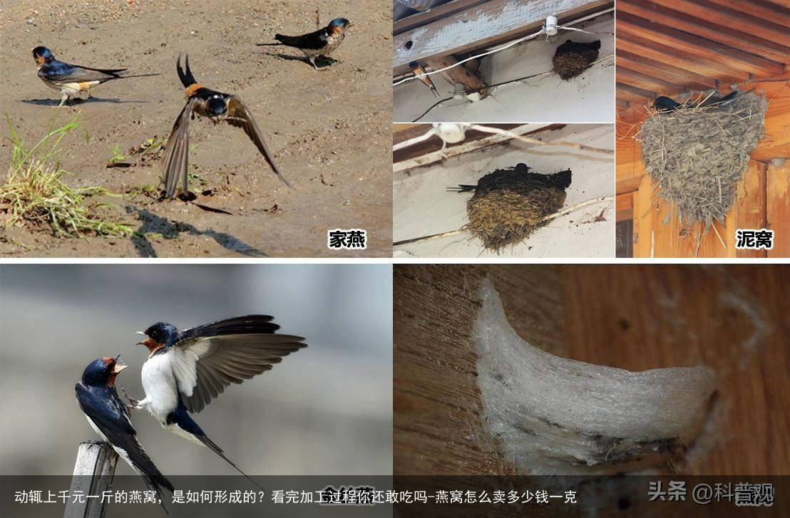 动辄上千元一斤的燕窝，是如何形成的？看完加工过程你还敢吃吗-燕窝怎么卖多少钱一克