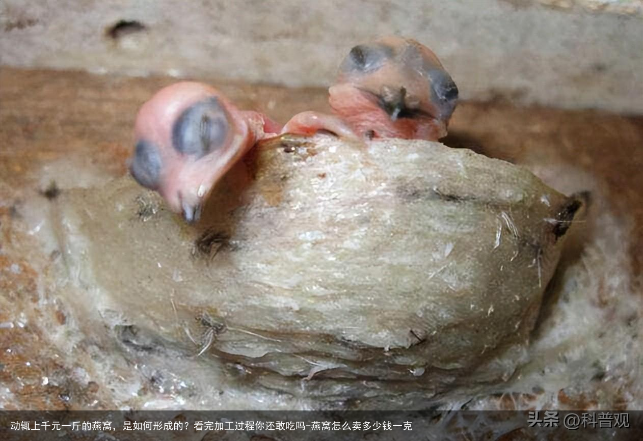 动辄上千元一斤的燕窝，是如何形成的？看完加工过程你还敢吃吗-燕窝怎么卖多少钱一克