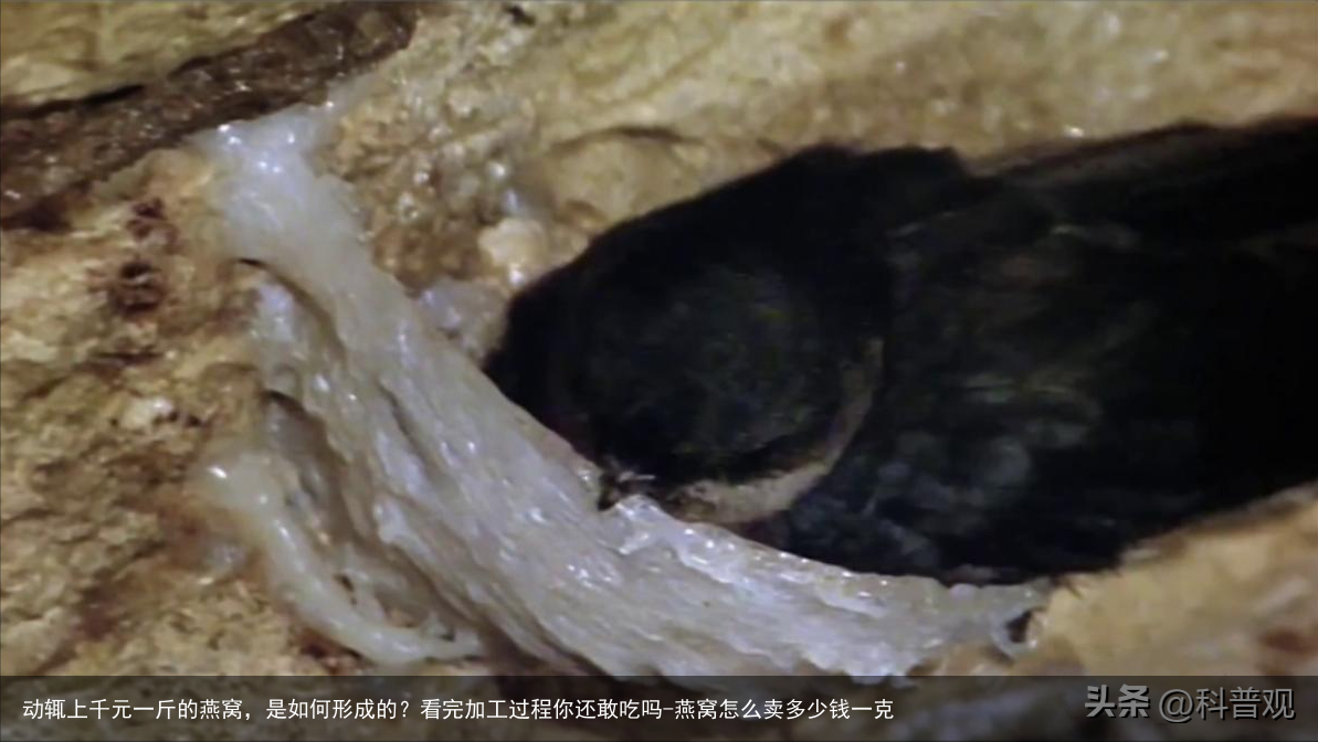 动辄上千元一斤的燕窝，是如何形成的？看完加工过程你还敢吃吗-燕窝怎么卖多少钱一克