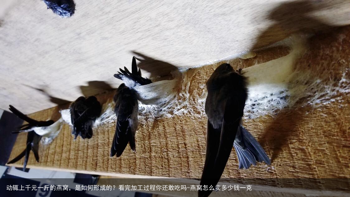 动辄上千元一斤的燕窝，是如何形成的？看完加工过程你还敢吃吗-燕窝怎么卖多少钱一克