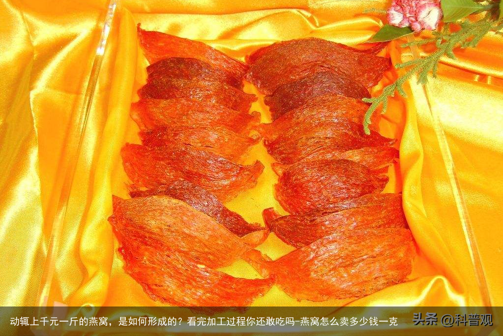 动辄上千元一斤的燕窝，是如何形成的？看完加工过程你还敢吃吗-燕窝怎么卖多少钱一克