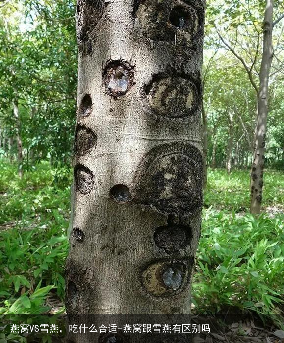 燕窝VS雪燕，吃什么合适-燕窝跟雪燕有区别吗
