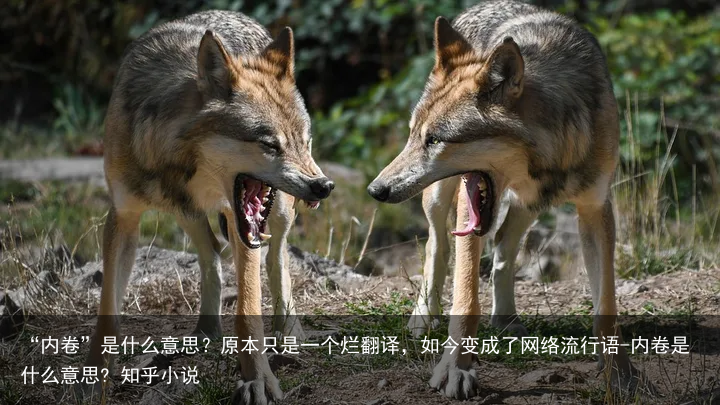 “内卷”是什么意思？原本只是一个烂翻译，如今变成了网络流行语-内卷是什么意思? 知乎小说