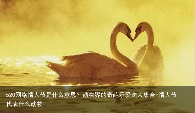 520网络情人节是什么意思？动物界的奇葩示爱法大集合-情人节代表什么动物