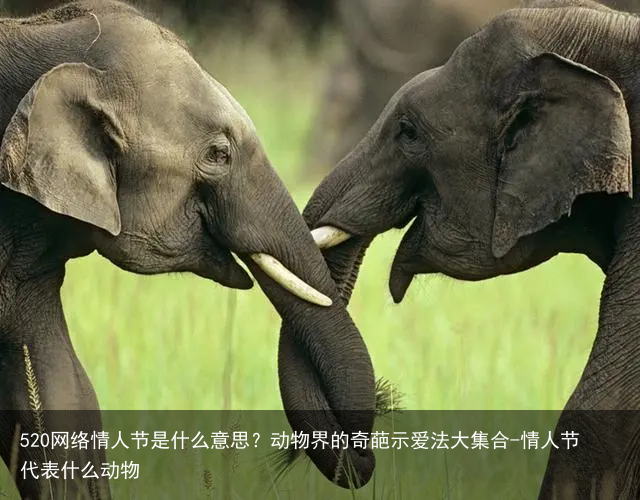 520网络情人节是什么意思？动物界的奇葩示爱法大集合-情人节代表什么动物