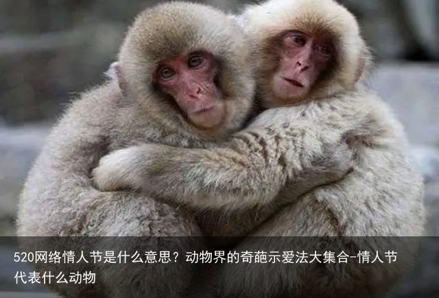 520网络情人节是什么意思？动物界的奇葩示爱法大集合-情人节代表什么动物
