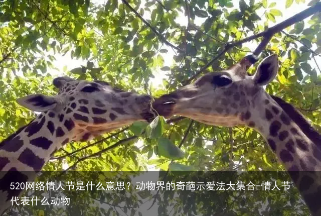 520网络情人节是什么意思？动物界的奇葩示爱法大集合-情人节代表什么动物