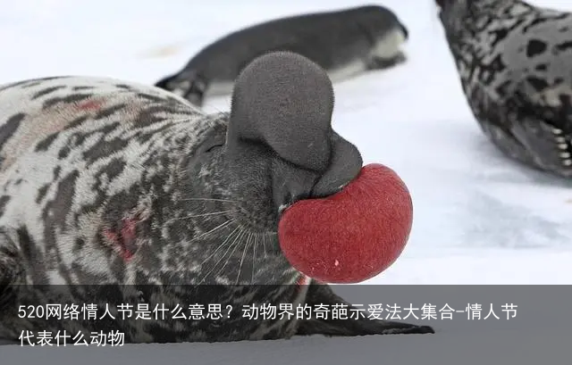 520网络情人节是什么意思？动物界的奇葩示爱法大集合-情人节代表什么动物