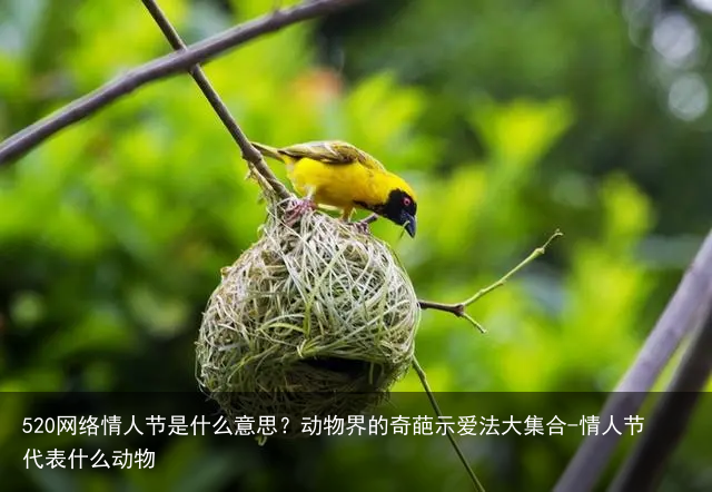520网络情人节是什么意思？动物界的奇葩示爱法大集合-情人节代表什么动物